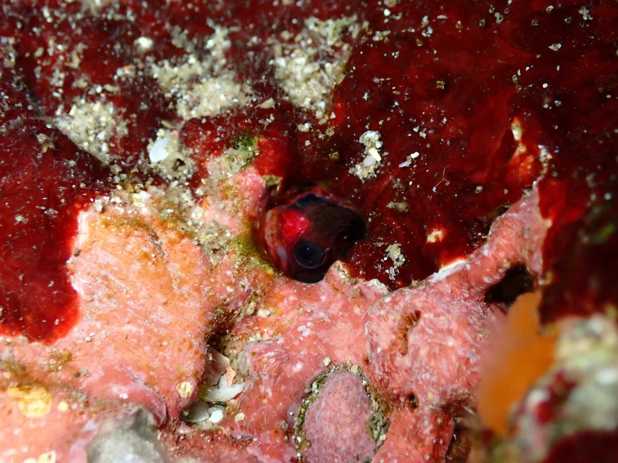 Mccoskerichthys sandae