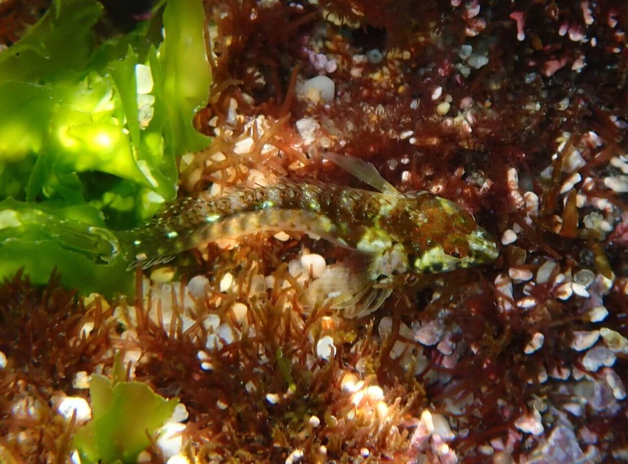 Coralliozetus angelicus