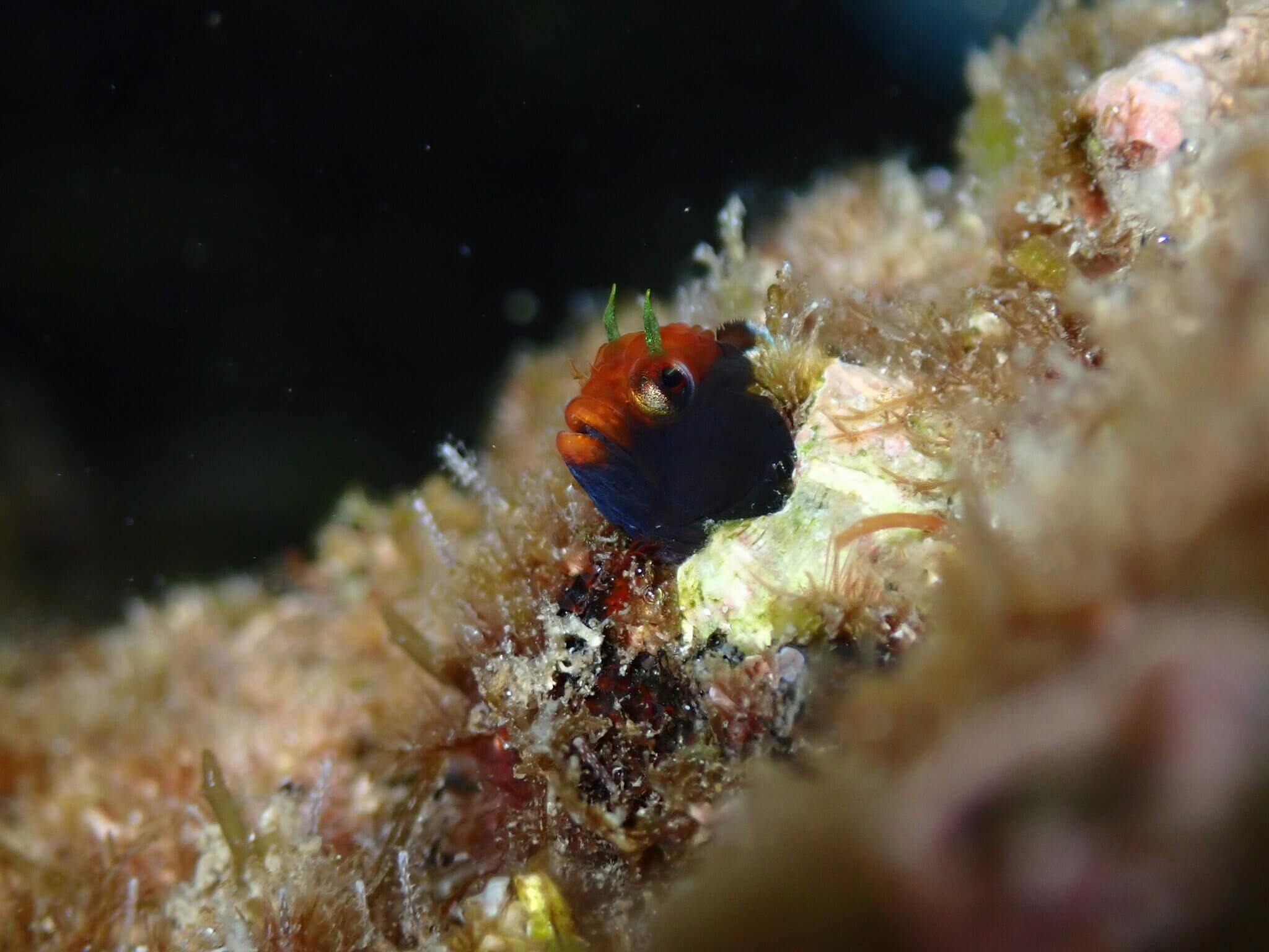 Coralliozetus angelicus