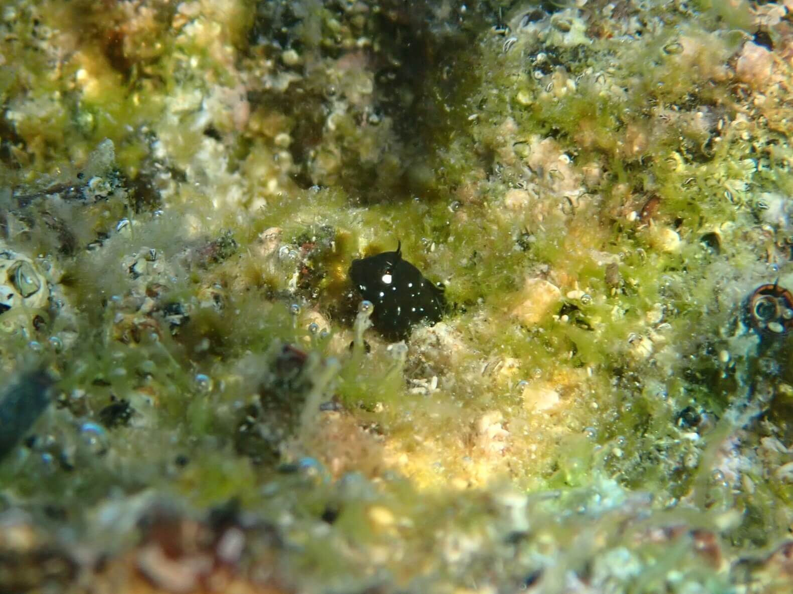 Coralliozetus micropes