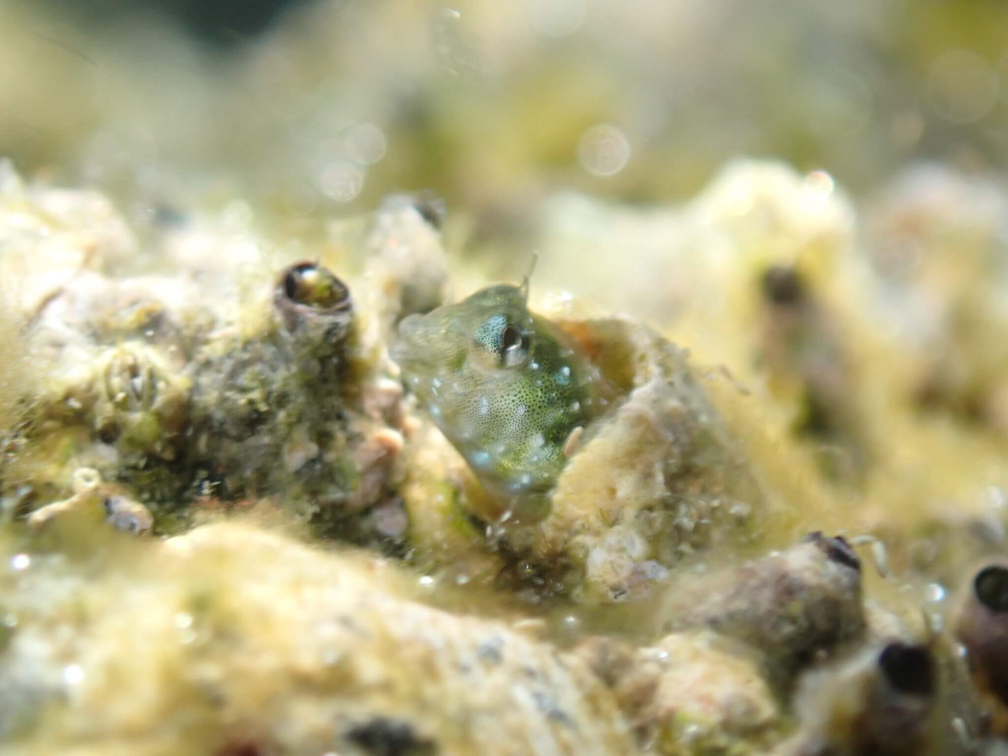 Coralliozetus micropes