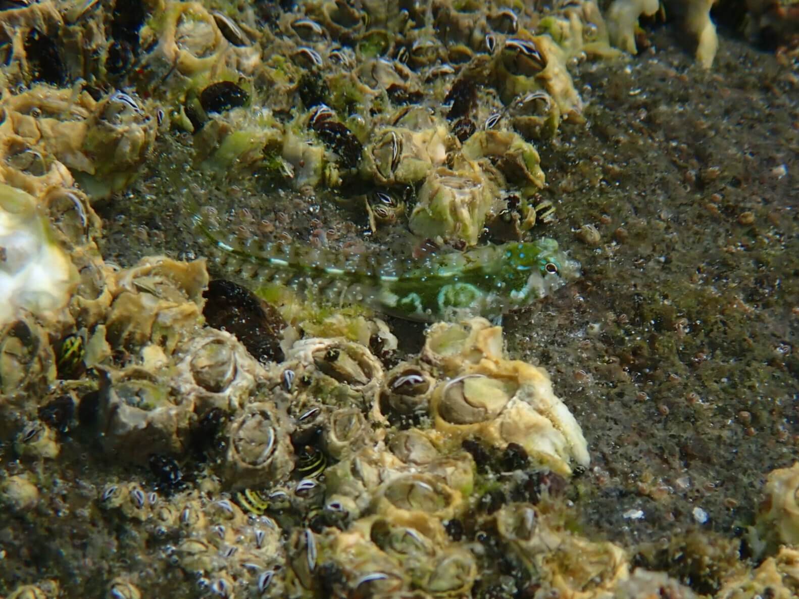 Coralliozetus rosenblatti